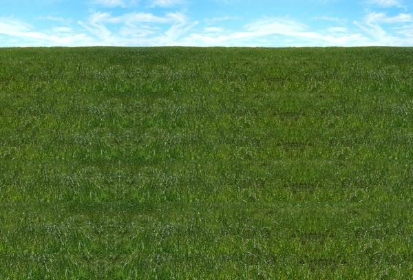 Creation of Trees Everywhere: Step 5